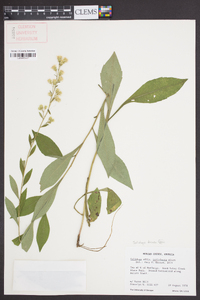 Solidago bicolor image