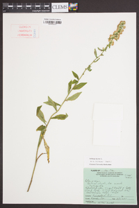 Solidago bicolor image