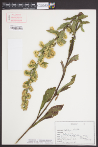 Solidago bicolor image