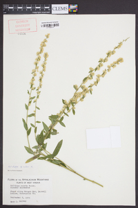 Solidago bicolor image