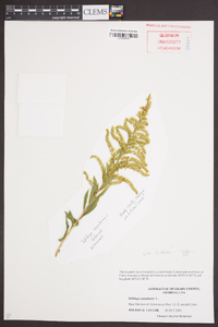 Solidago canadensis var. scabra image