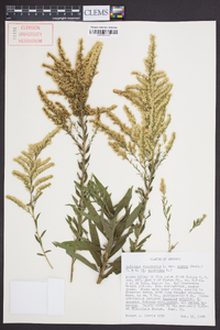 Solidago canadensis var. scabra image