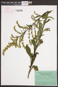 Solidago canadensis var. scabra image