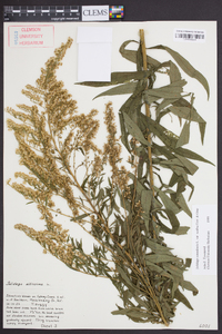 Solidago canadensis var. scabra image