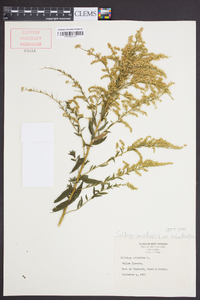 Solidago canadensis var. scabra image