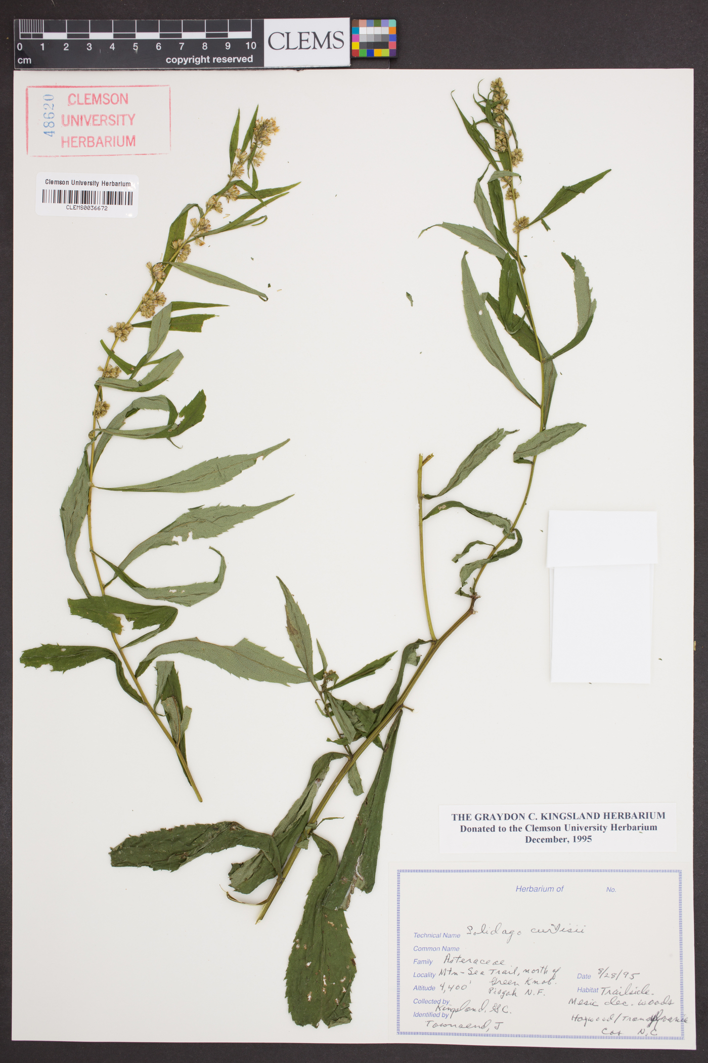 Solidago curtisii image