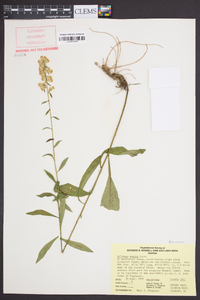 Solidago erecta image