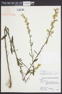 Solidago erecta image