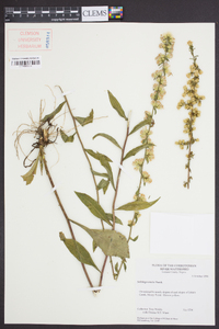 Solidago erecta image