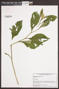 Solidago flaccidifolia image