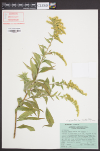 Solidago gigantea var. gigantea image