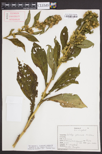 Solidago glomerata image