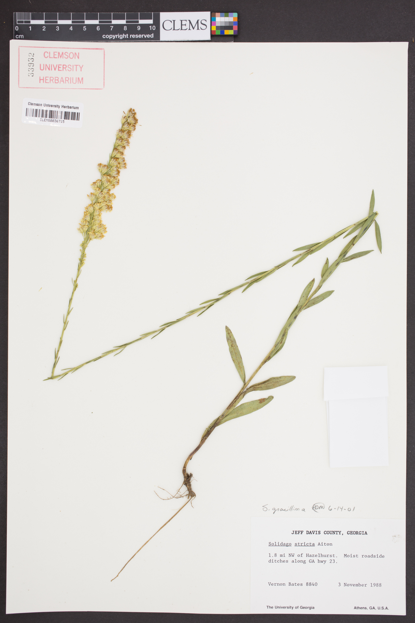 Solidago gracillima image