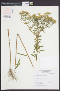 Solidago graminifolia image