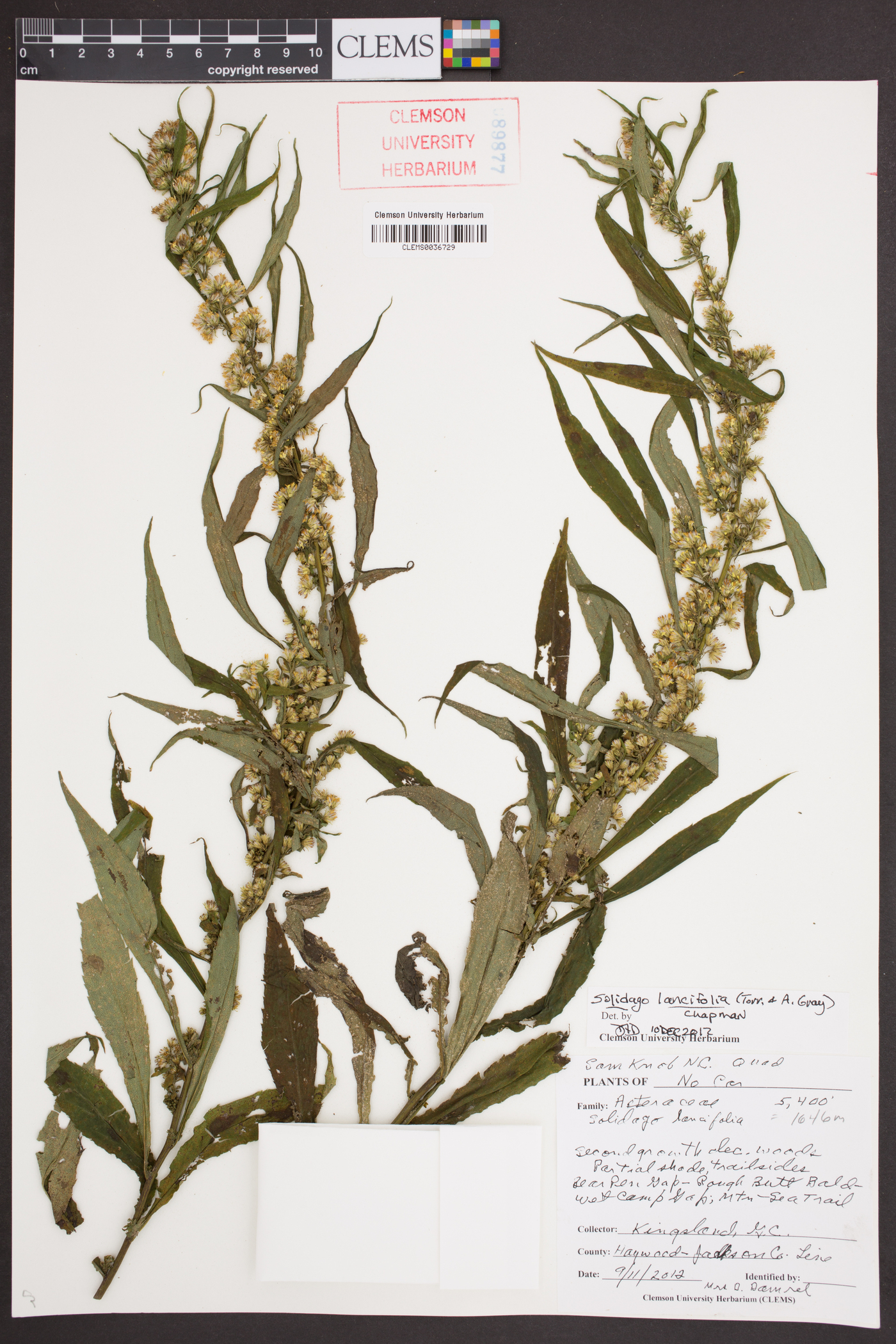 Solidago lancifolia image