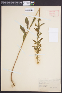 Solidago roanensis image