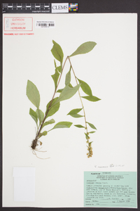 Solidago roanensis image