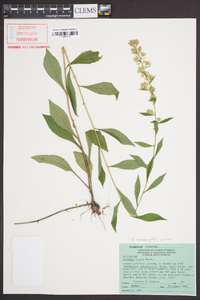 Solidago roanensis image