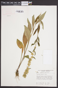 Solidago roanensis image