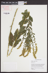 Solidago radula image