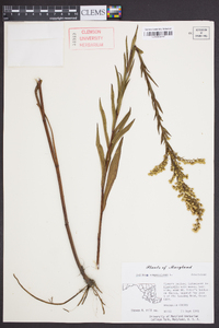 Solidago sempervirens image