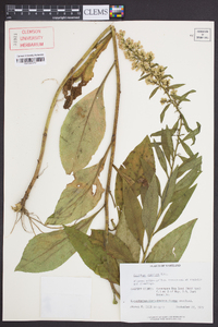 Solidago speciosa image