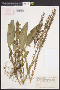 Solidago stricta image