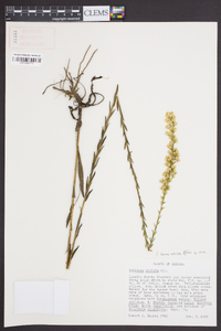 Solidago stricta image