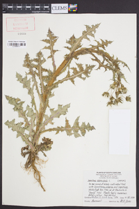 Sonchus oleraceus image