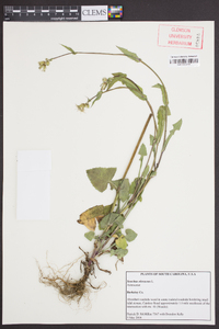 Sonchus oleraceus image