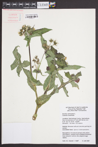 Sonchus oleraceus image