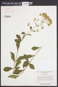 Stevia rebaudiana image