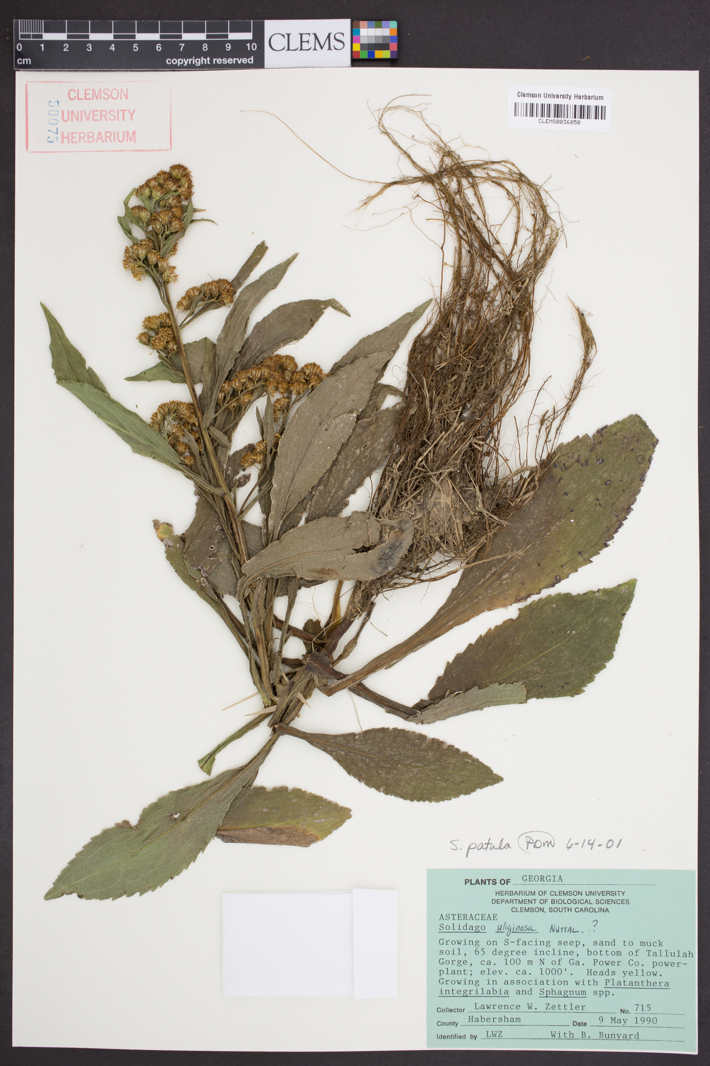 Solidago simulans image