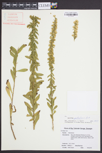 Solidago petiolaris image