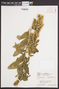 Solidago petiolaris image