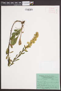 Solidago puberula image