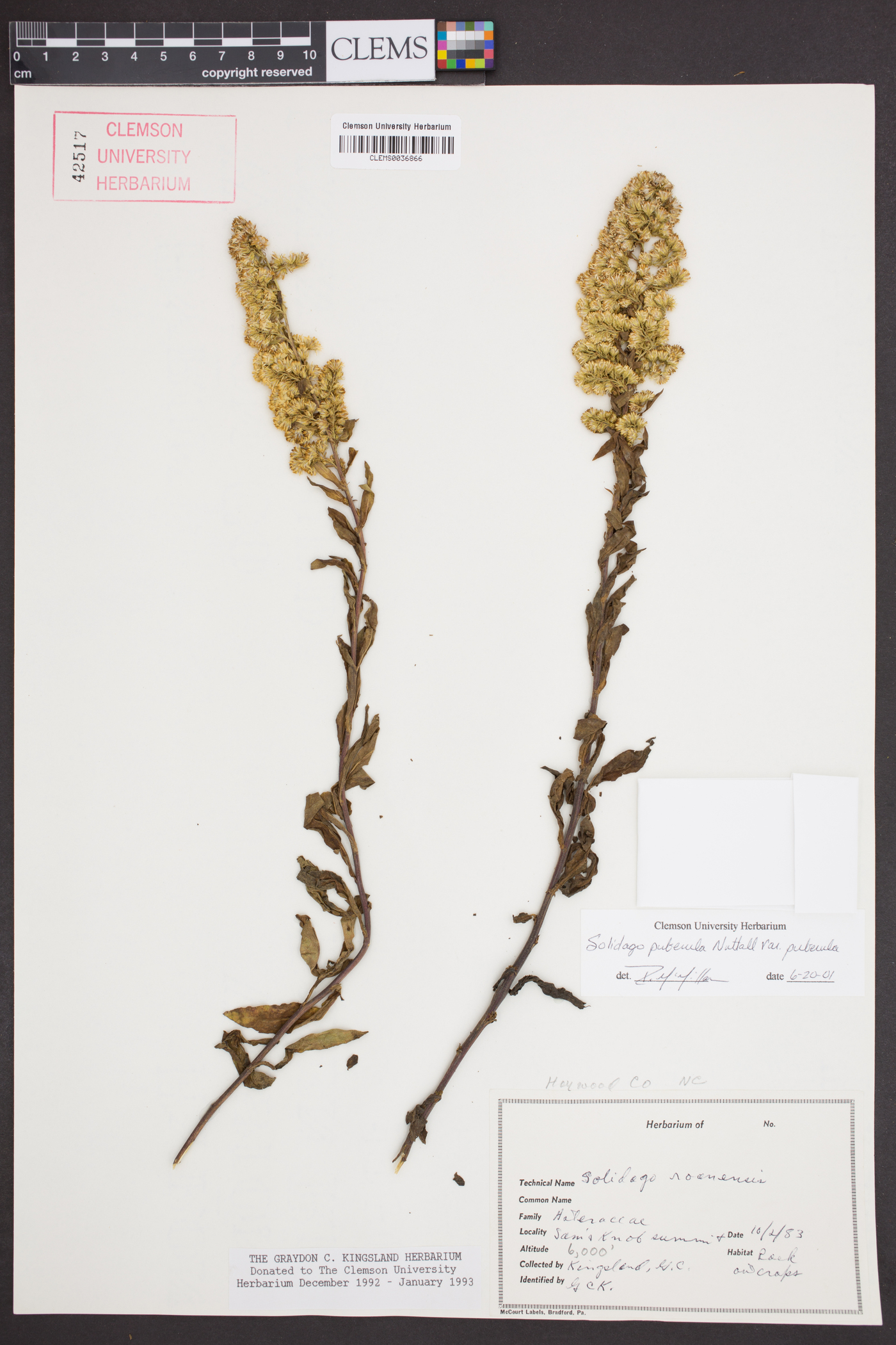 Solidago puberula subsp. puberula image