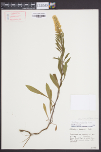 Solidago puberula var. puberula image