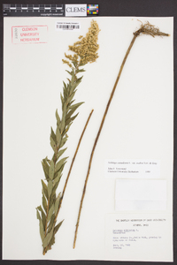 Solidago canadensis var. scabra image