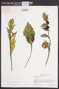 Solidago macrophylla image