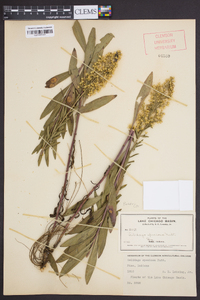 Solidago speciosa image