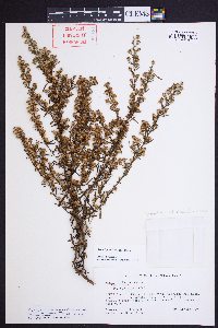 Symphyotrichum racemosum image