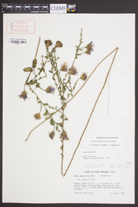 Symphyotrichum patens image