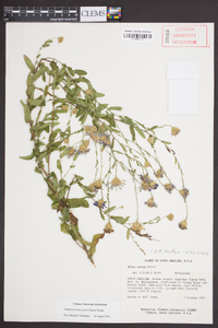 Symphyotrichum patens image