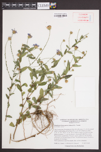 Symphyotrichum patens image