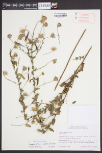 Symphyotrichum patens image