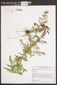 Symphyotrichum pilosum var. pilosum image