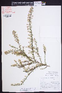 Symphyotrichum racemosum image