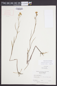 Symphyotrichum tenuifolium image