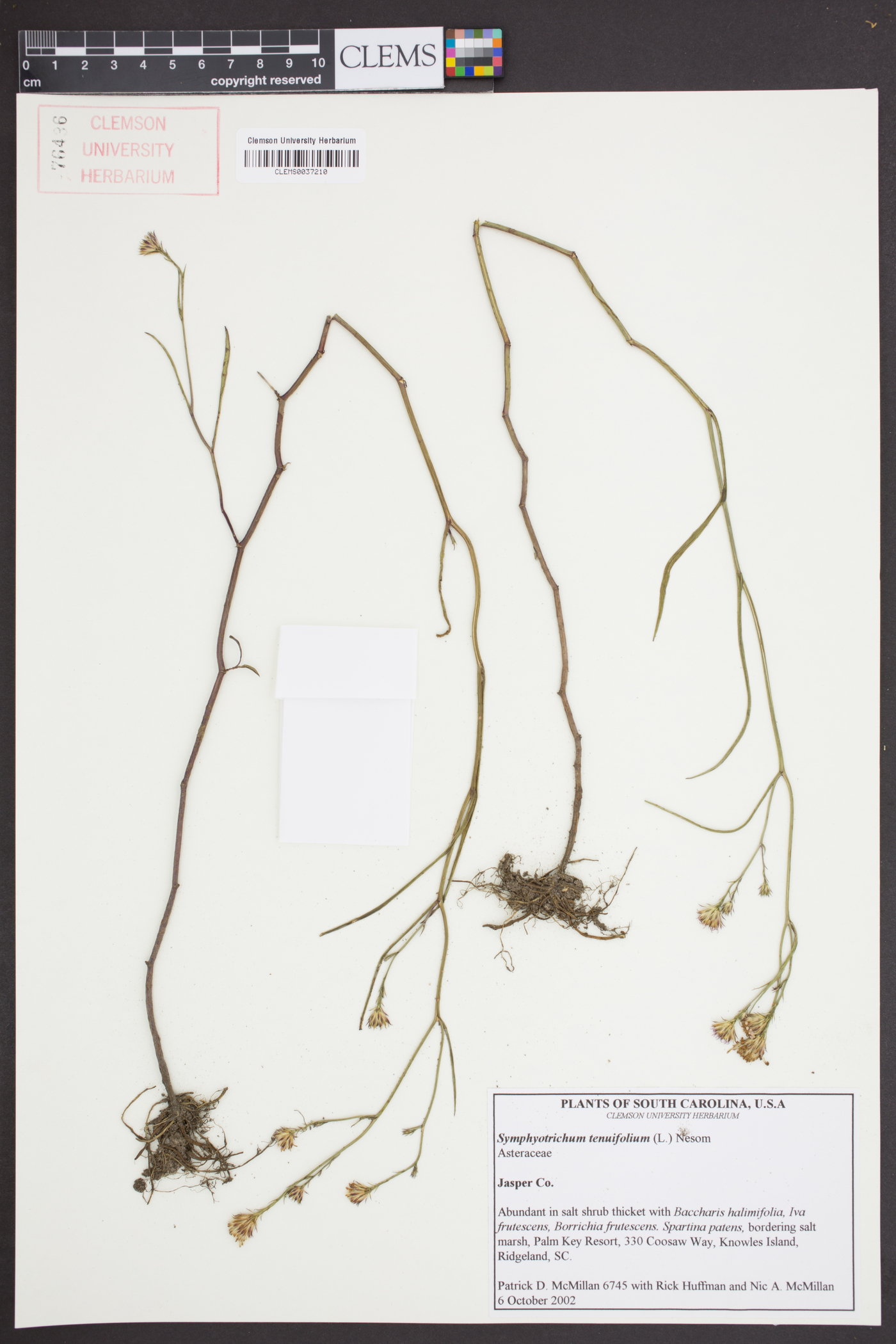 Symphyotrichum tenuifolium image